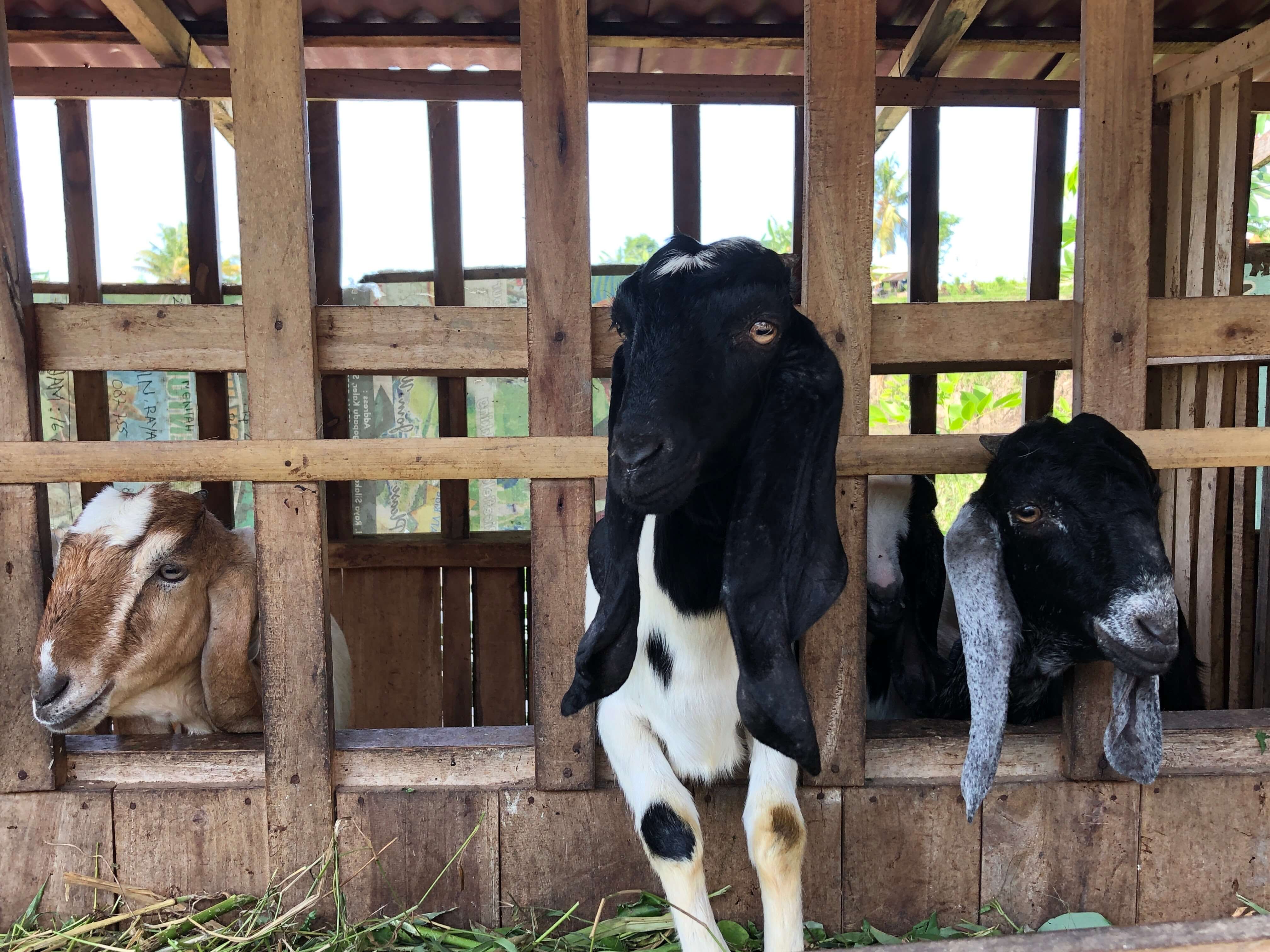 Giving goats to selected families to rear for extra income is one another way Feed Bali hopes to develop sustainable livelihoods for Balinese communities. Photo courtesy of Tresna Bali Cooking School 