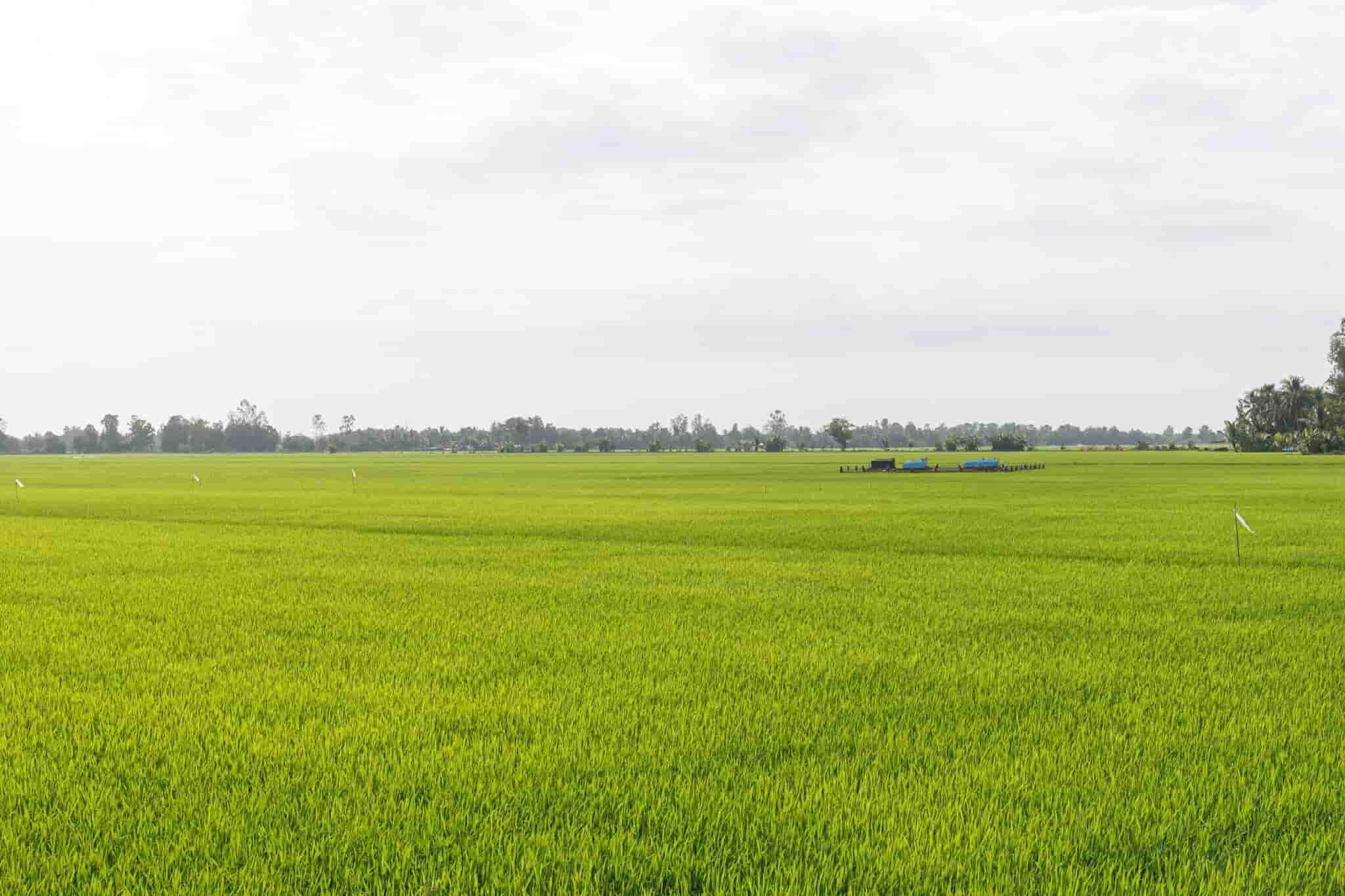 A paddy field in the Mekong Delta. Photo by Mervin Lee