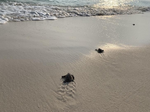 Turtle hatchlings from TIC being released into the sea. TIC staff did their best to keep the hatchery running amid the lockdown. Photos from Tanya Leibrick/Tengah Island Conservation 