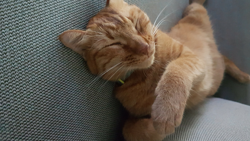 Photo of Tigger napping on the sofa.