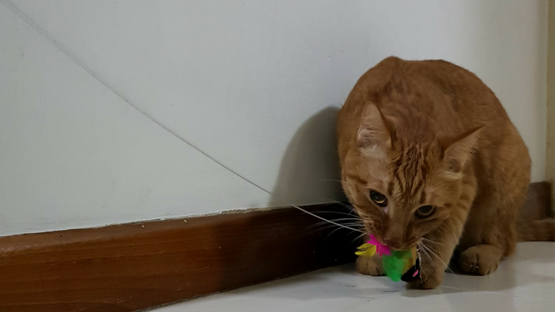 Photo of Tigger and his favourite toy.